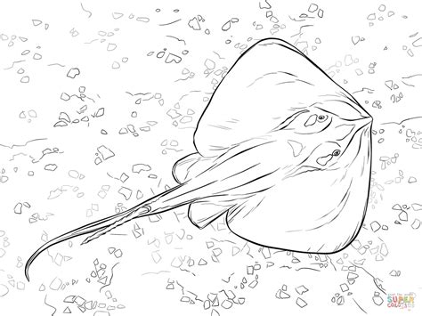 stingray coloring page coloring home