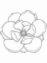 Magnolia Coloring Pages Drawing Flower Tree Flowers Template Sketch Color Print Recommended Getdrawings sketch template