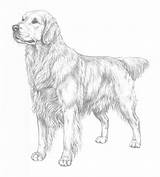 Retriever Puppy Kleurplaat Standart Skk Unique Dogs Länkar Förstora Bilden Coloringhome sketch template