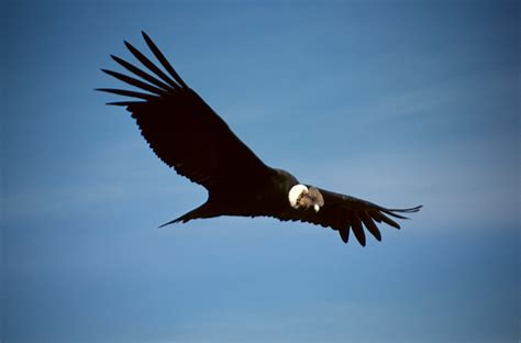 condor vultur gryphus en peligro critico