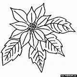 Coloring Poinsettia Pages Flower Color Christmas Flowers Choose Board sketch template