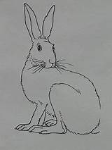 Vorstellen Zeichnung Malvorlagen Zeichnen Vorlage Zeichen Hase Pikist Maus Verstecktes Suche sketch template