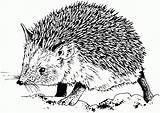 Hedgehog Herisson Erizo Realistic Gabarit sketch template