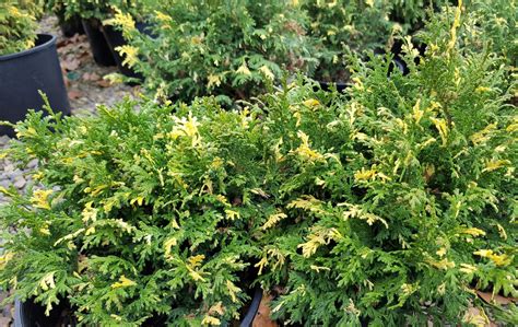 chamaecyparis pisifera mini variegated mini variegated sawara false cypress  gallon