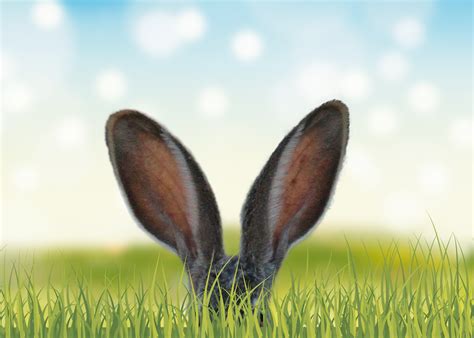 rabbit ears   grass  laptop full hd p hd