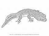 Gecko Coloring Pages Bearded Dragon Leopard Reptiles Colouring Teddy Nutty Yellow Print Kids Crested Printable Reptile Geckos Dragons Adult Spotty sketch template