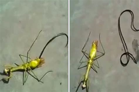 video huge worm eats praying mantis from inside and