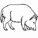 Ausmalbilder Wildschwein Wildschweine Ausdrucken Malvorlagen Boar Karneval Waldtiere sketch template