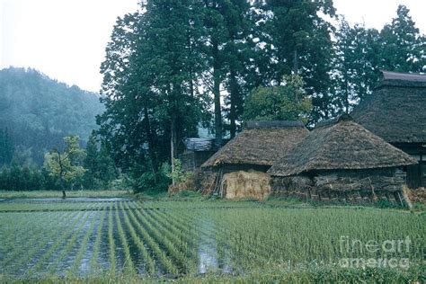 rice farm japan photograph  photo researchers  fine art america