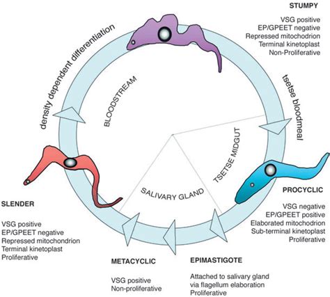 trypanosoma species life cycle