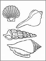 Coloring Sea Pages Seashell Seashells Shells Printable Shell Kids Color Colouring Beach Snail Print Sheets Book Fun Animal Template Printables sketch template