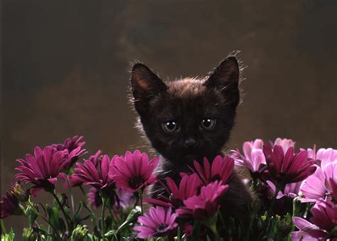 sweet black kitten with flowers photograph by patrick hoenderkamp
