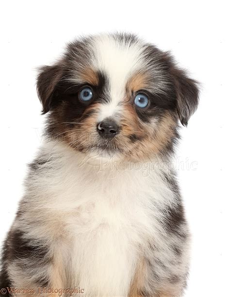 dog blue eyed tricolour merle mini american shepherd puppy photo wp