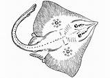 Stingray Coloring Ray Sting Pages Large Edupics sketch template