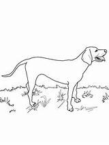 Coonhound Redbone Supercoloring sketch template