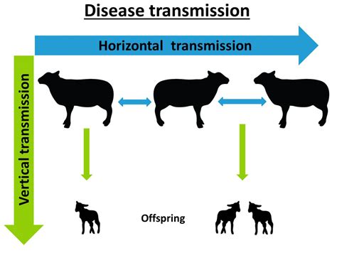 farm health  animal health  welfare knowledge hub border disease