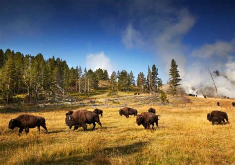Happy 100th Birthday National Parks 7 Things You Didn T Know