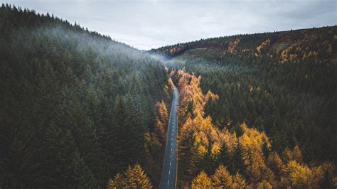forest trees road drone photo autumn