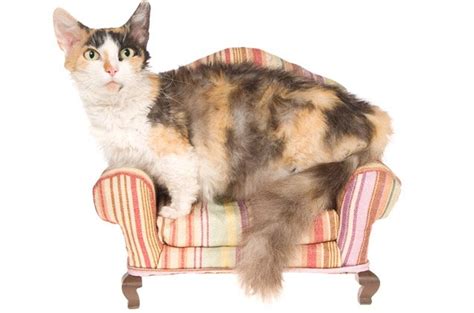 skookum cat breed information  pictures petguide petguide