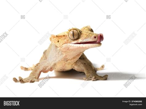 crested gecko licking image photo  trial bigstock