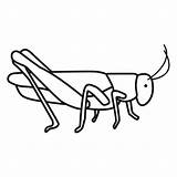 Saltamontes Grasshopper Educación Menta sketch template