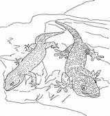 Coloring Lizard Gecko Geckos Two Pages sketch template