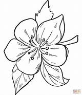 Coloring Apple Flower Pages Drawing sketch template