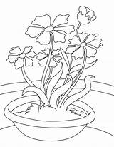 Cosmos Plant Coloring Pages Kids sketch template