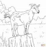 Goat Coloring Drawing Pages Goats Realistic Ibex Boer Domestic Printable Kids Cute Alpine Animal Animals Colouring Adult Drawings Supercoloring Color sketch template