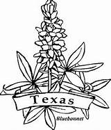 Flower Bluebonnet Drawing Texas Paintingvalley Coloring sketch template