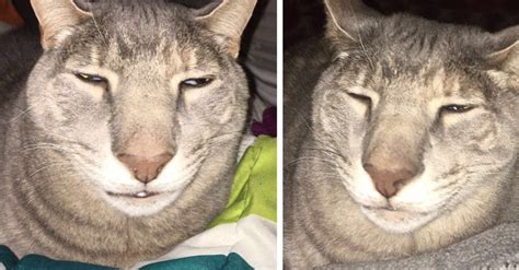 buzzfeed on twitter people are going nuts over this “ugly cat after