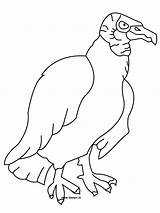 Vulture Printable Osprey sketch template