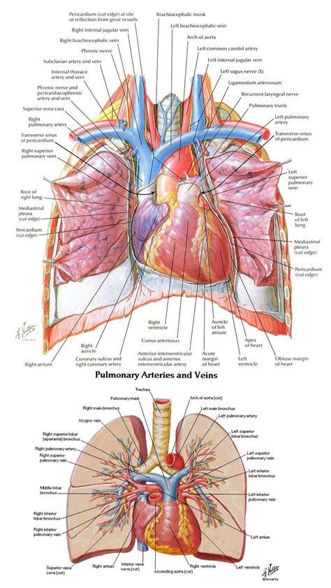 Lung Relations And Arteries And Veins Health Site Basic Anatomy And