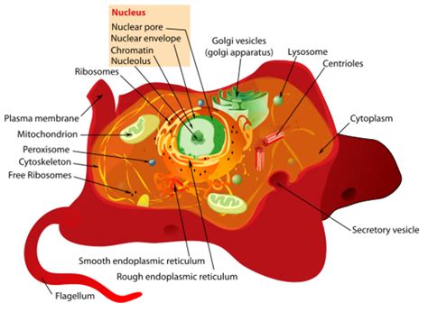 learn  cells  organelles  kids hubpages