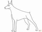 Coloring Doberman Pages Funny Printable sketch template