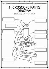 Microscope Worksheet Parts Light Diagram Compound Worksheeto Via Labeled sketch template