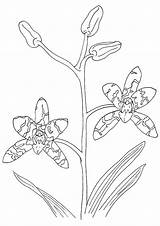 Orchid Coloring Pages Printable Sheet Flowers Kids Books sketch template
