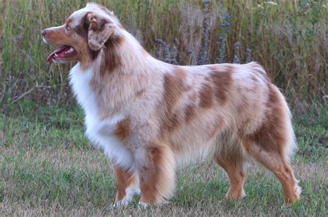 herding dogs breeds breed profile facts images