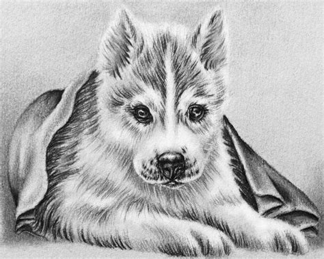 dog coloring pages realistic thekidsworksheet