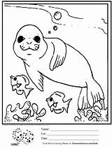 Seal Coloring Kids Pages Cute Printable Ocean Drawing Animals Baby Drawings Fish Seals Simple Leopard Elephant Color Worksheets Kindergarten Sheets sketch template