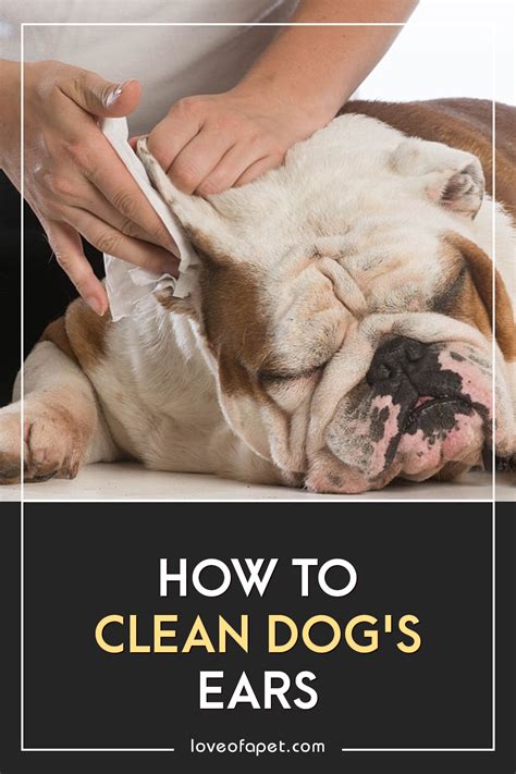 clean dogs ears  home  steps love   pet dog ear dog