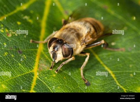 drone fly insect  res stock photography  images alamy