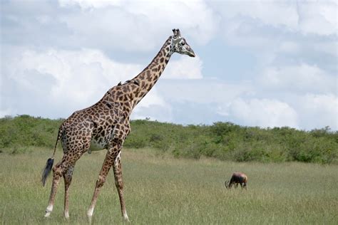 masai giraffe giraffa camelopardalis tippelskirchi  flickr