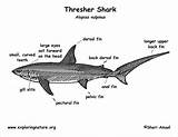 Shark Thresher Sharks Coloringbay sketch template