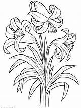 Coloring Flower Pages Printable Flowers Drawing Lily Colouring Drawings Easy Kids K5 Print Spring Worksheets Sheets Simple Books Choose Board sketch template