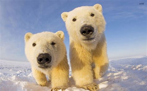 cute polar bear pictures  baltana