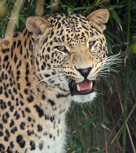 luipaard beekse bergen img animals leopards panthera