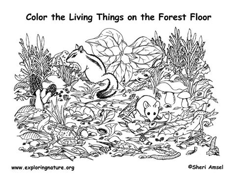forest floor coloring nature