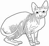 Sphynx Cat Coloring Pages Cats Color Kids Colouring Hairless Drawings Mandala sketch template