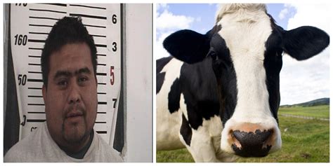 illegal immigrant arrested at border for having sex with cow…